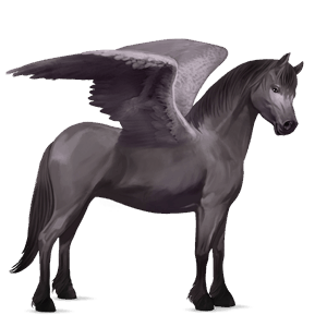pegasuspony highland pony blakket