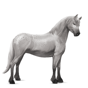 pony welsh lysegrå