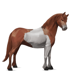 pony rød
