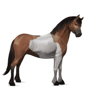 pony kerry bog brun tobiano