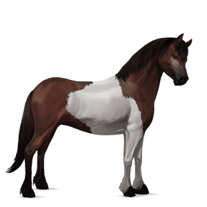 pony fjordhest brunblak