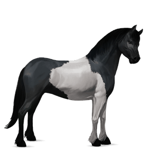 pony fjordhest brunblak