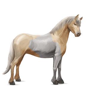 pony fjordhest brunblak