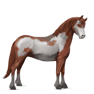 pony connemara mørkebrun