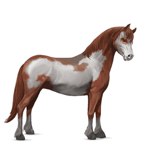 pony welsh kirsebærbrun