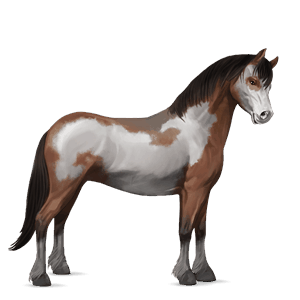 pony connemara rød med lys man og hale