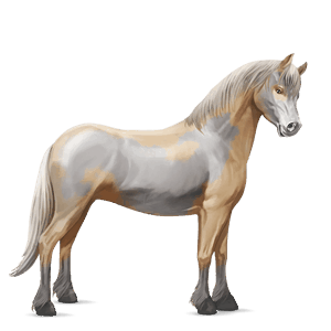 pony highland pony sort
