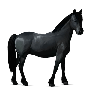 pony connemara rød med lys man og hale