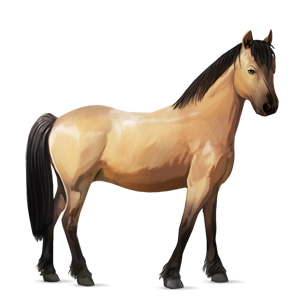 pony highland pony blakket