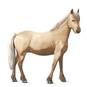 pony welsh palomino