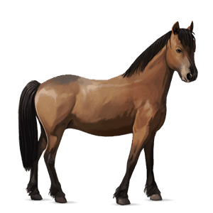 pony connemara rød med lys man og hale
