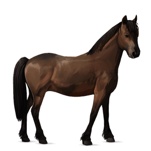 pony mørkebrun