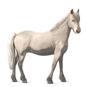 ridehest islænder cremello