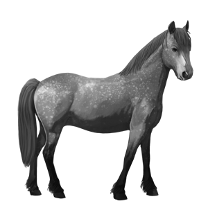 pony belgisk sportspony flueplettet grå
