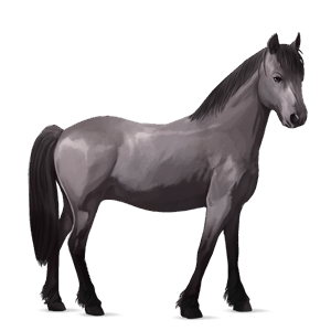 pony connemara kirsebærbrun