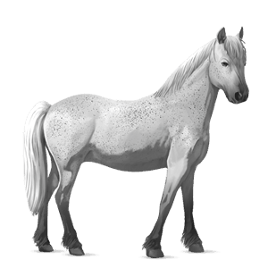 pony connemara lysegrå