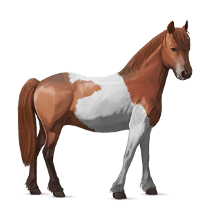 ridehest tinker rød tobiano