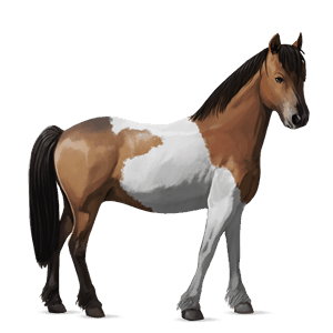 pony shetlandspony gråskimmel