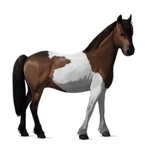 pony welsh gråskimmel