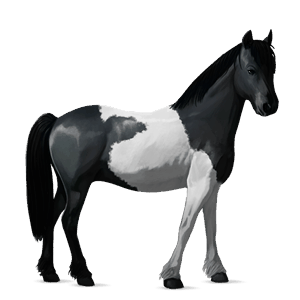 pony welsh brun