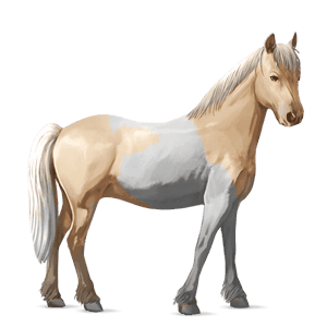 pony kerry bog palomino tobiano
