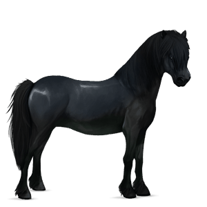 pony connemara sort