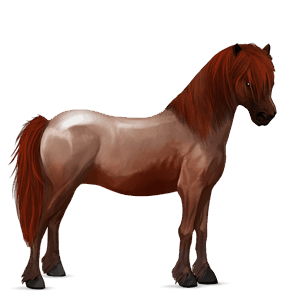 pony shetlandspony kirsebærbrun