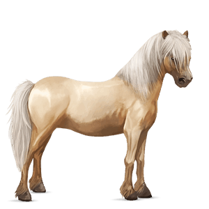 pony shetlandspony palomino