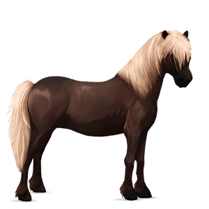 pony shetlandspony mørkebrun
