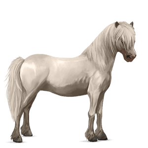 pony connemara mørkebrun