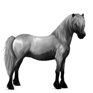 pony welsh gråskimmel