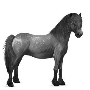 pony connemara lysegrå