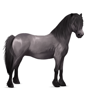 pony connemara brun