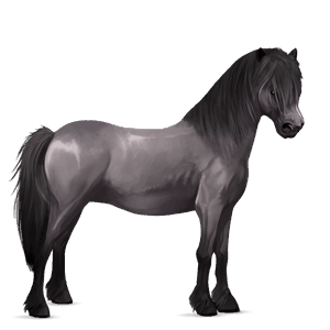 pony highland pony musegrå