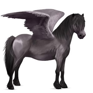pegasuspony highland pony musegrå