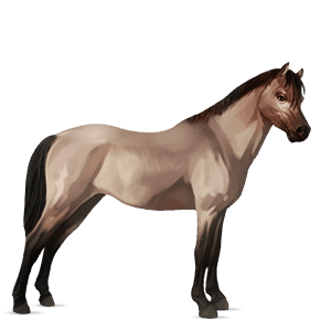 pony belgisk sportspony musegrå