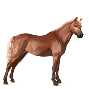 pony connemara rød med lys man og hale