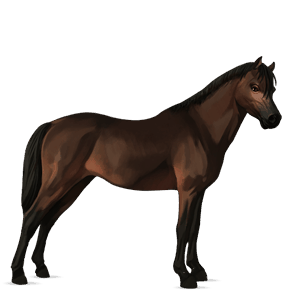 pony welsh brun
