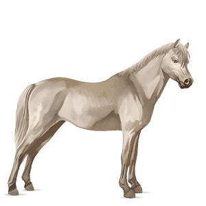 pony welsh mørkebrun