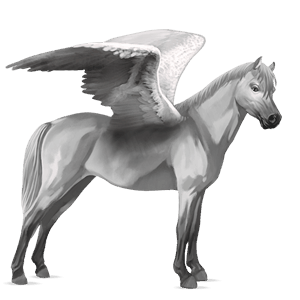 pegasuspony connemara lysegrå