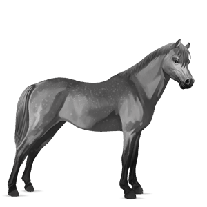 pony fjordhest brunblak