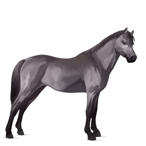 pony connemara leverrød