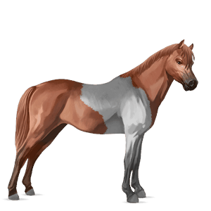 pony welsh brun