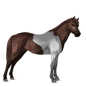 ridehest trakehner skimmel