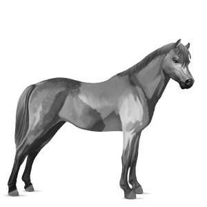 pony shetlandspony rød