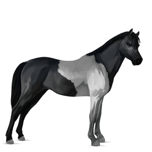 pony connemara lysegrå