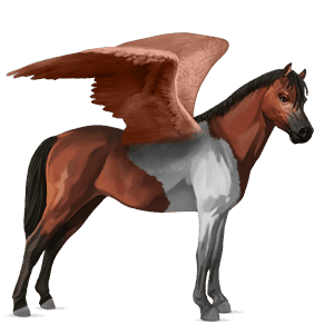 pegasuspony belgisk sportspony kirsebærbrun