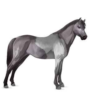 pony welsh mørkebrun