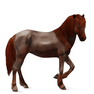 ridehest tennessee walker kirsebærbrun