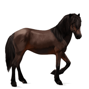 ridehest andalusier mørkebrun